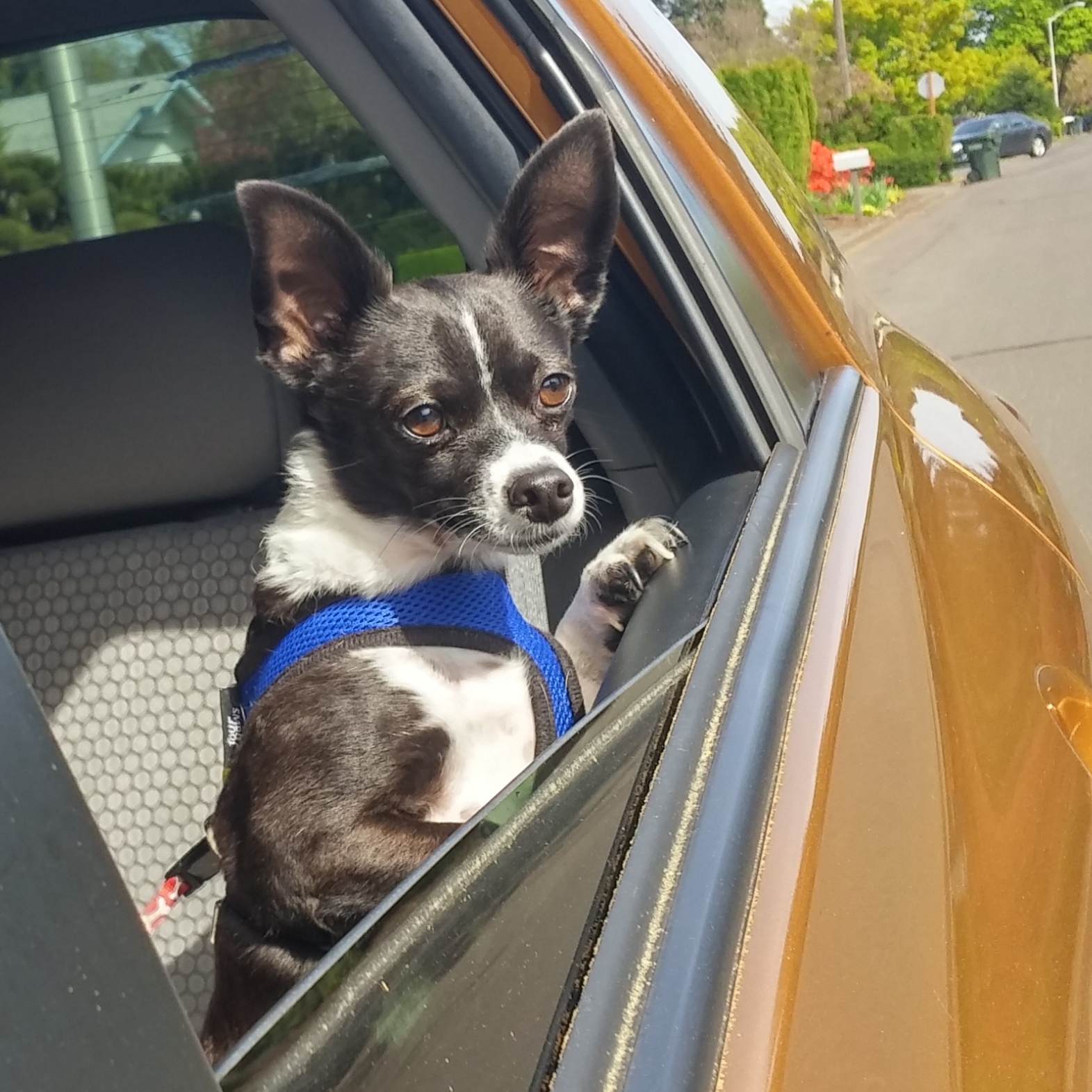 Of Past Cars and Past Words